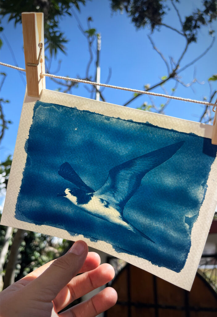 Español galeria cianotipia