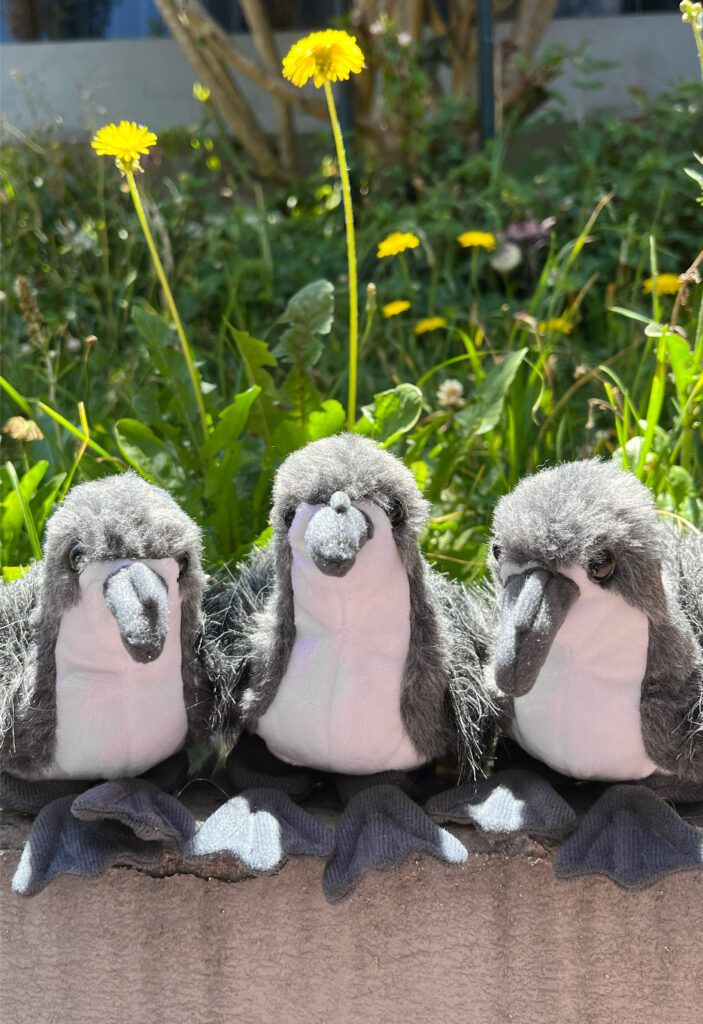 Español peluche pose 2